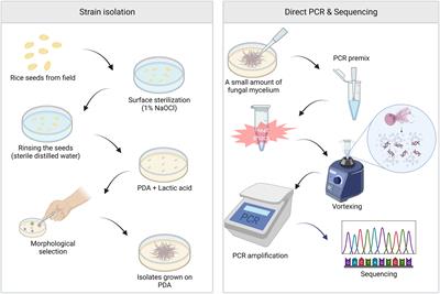 Application of <mark class="highlighted">direct PCR</mark> for phylogenetic analysis of Fusarium fujikuroi species complex isolated from rice seeds